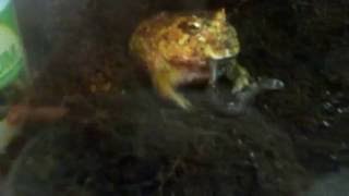 Feeding My Albino Pacman Frog!