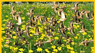 New Dfinch Motivation, Most Powerful Song To Stimulate Dfinch