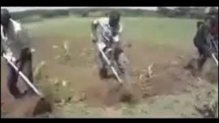 Hoje é segunda-feira HD (versão forró)