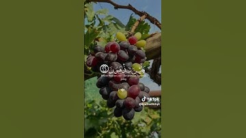تلاوة تملأ يومك بركة وسكينة.. لا تفوتها! 🔆