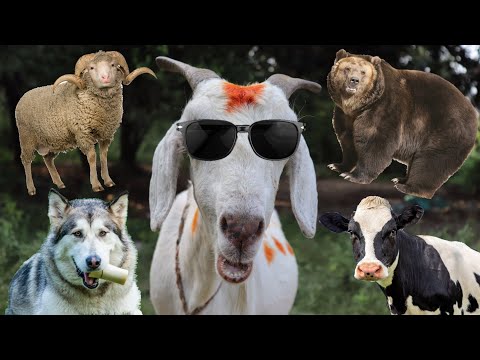 animals sounds | cow, buffalo, deer, bear, elephant, sheep, goat, gorilla, horse, wolf 👈