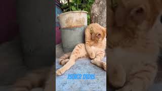 Kucing Oren Didis Pagi