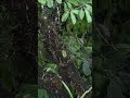 Spotting a Frog, Mindo, Ecuador, Responsible Travel South America from Maria E. 🐸
