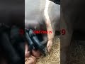 Duroc cross pig | Duroc pig