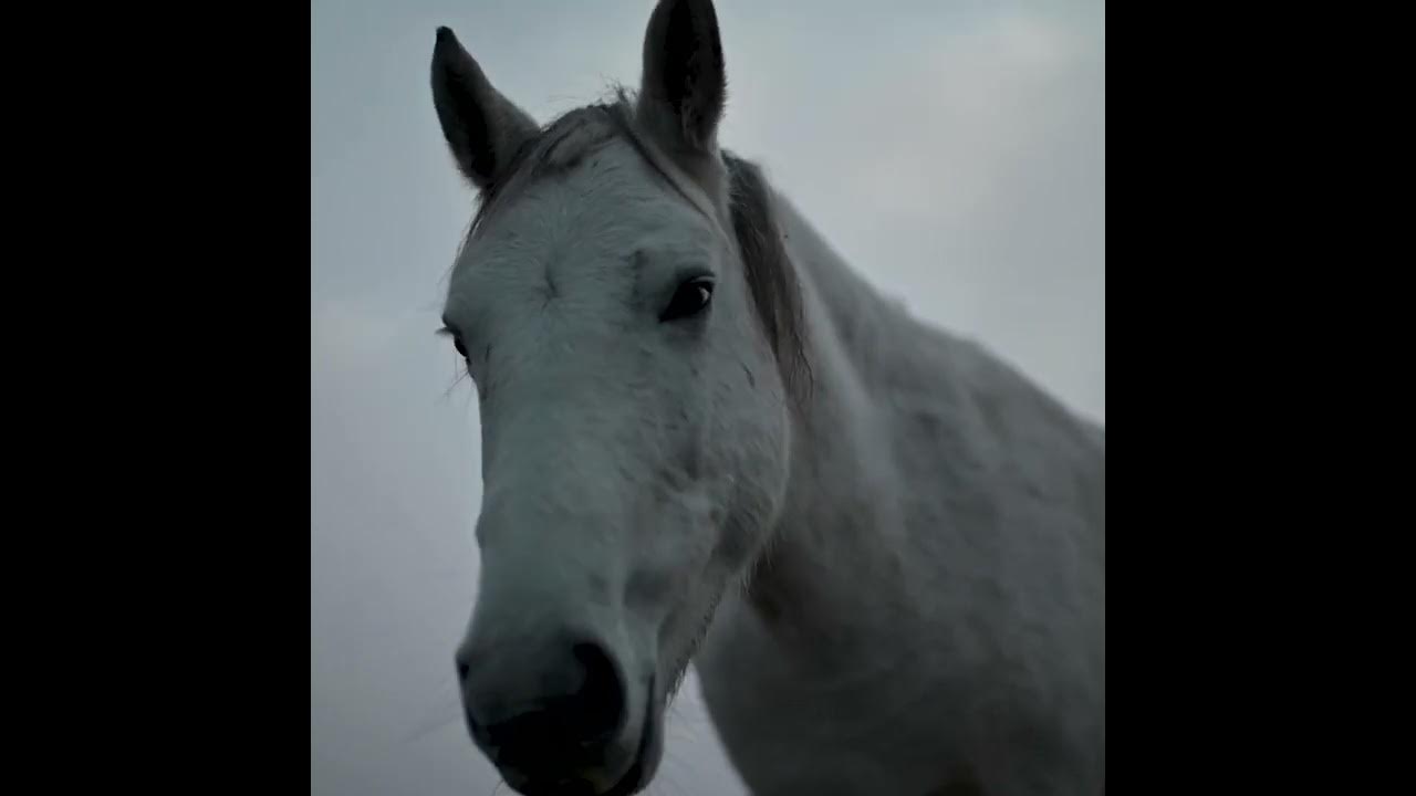Песня dark horse speed up. Space horse band. Dark horse. Laid back white horse. Laid back white horse.