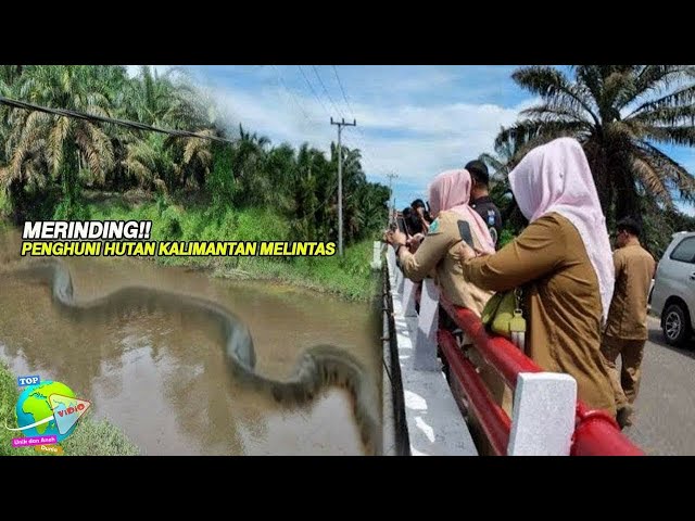 Warga Tak Sengaja Rekam Piton Raksasa Meliuk Meliuk Disungai Kalimantan Barat!! Sebesar Drum... class=