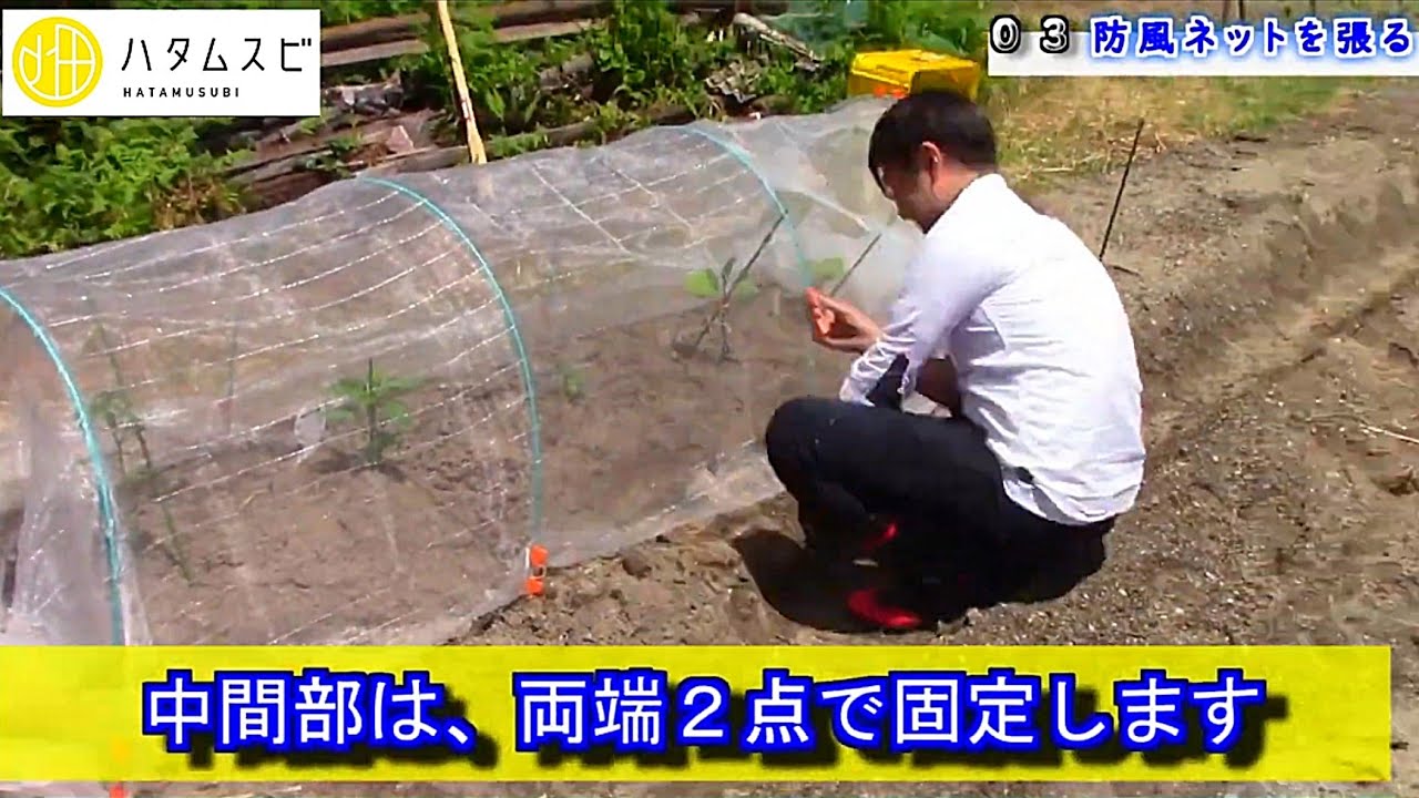 ハタムスビ 03 防風ネットの張り方 １人でネットを張る方法 野菜作りムービー Youtube