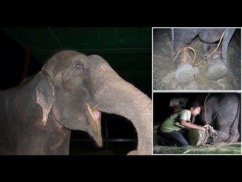 50 years a Slave : Raju the Elephant cried tears of joy after being FREED from suffering