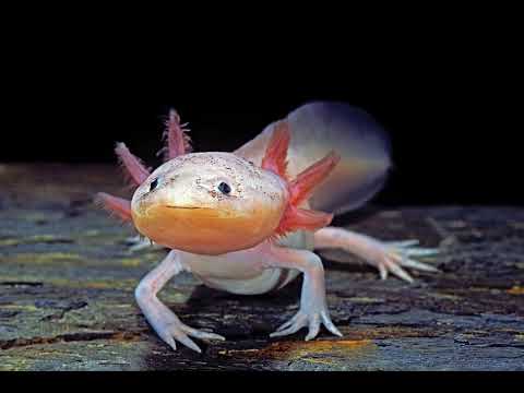 Аксолотлі можуть регенерувати свій тимус, складний орган імунної системи