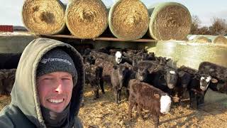 Feeding Cattle Below Zero