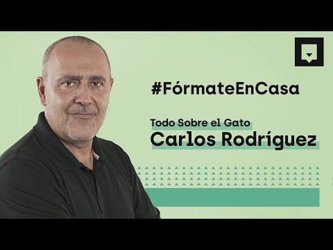 Video: Cómo Lidiar Con El Comportamiento Territorial En Los Gatos