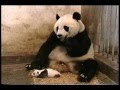 Baby panda sneeze brief caption