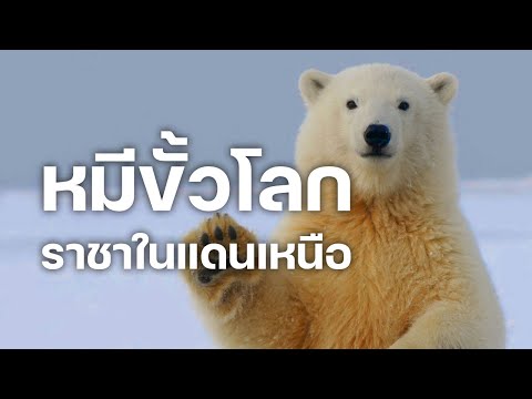 สารคดี 10 นาที - หมีขั้วโลก ราชาในแดนเหนือ