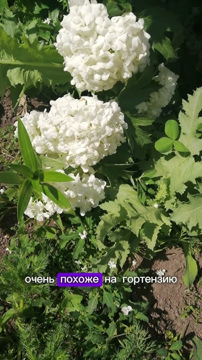 Декоративная калина бульденеж, сибирская гортензия, выстает в морозы ...