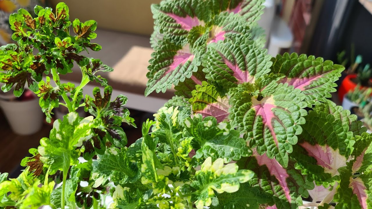 Yaprak güzeli kolyos çiçeği🍀🌿 yaprak güzeli bakımı, çoğaltılması, sulanması nasıl toprağa dikmeliyiz