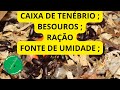 CAIXA DE TENÉBRIOS ; RAÇÃO ; FONTE DE UMIDADE ;BESOUROS ;