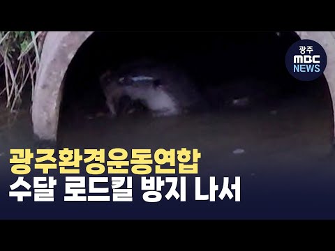 광주환경운동연합, <strong>수달</strong> 로드킬 방지 나서