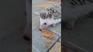 This is very hungry hedgie 🥰😍 and soo cute❤️