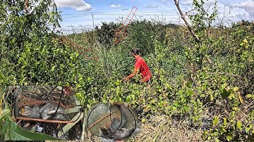 Đặt 10 Cái Lờ Dưới Đầm Lầy – Cá Vào Quá Nhiều, Có Con Cực To! | Mỹ Thợ Lặn Vlog