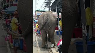 Elephant Rasisalai market Sisaket