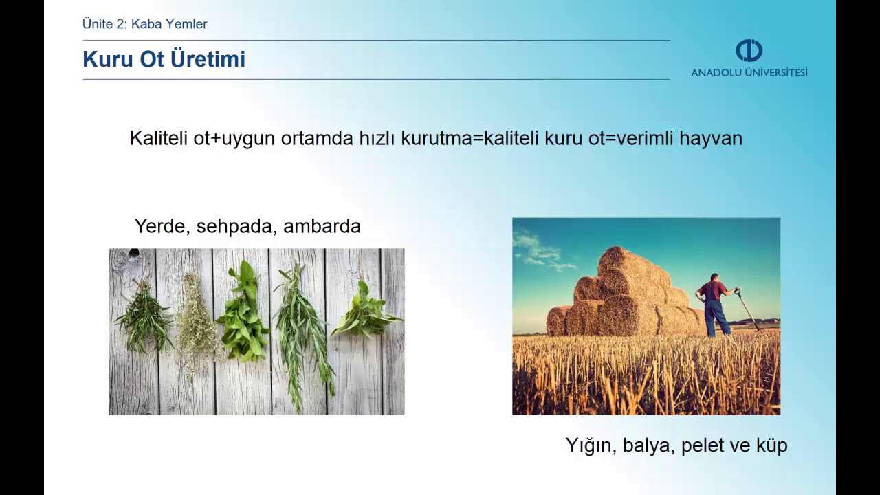 TEMEL YEM BİLGİSİ VE HAYVAN BESLEME - Ünite 2 Özet