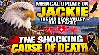 Information Jackie the Big Bear Valley Bald Eagle | Shocking Cause of Death Revealed! 🦅 Guide