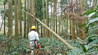 かかり木の伐倒（4）2021冬 MS 201C-M - YouTube