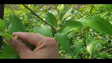 Phần 19 : Vườn Táo Xuân Mới Trồng Đã Rộ Hoa Đồng Loạt I Núi Đồi Lục Ngạn