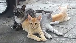 先週来たときはすぐ逃げられた野良猫親子、今日はちょっと撮らせてくれました。