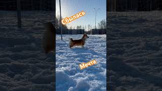 27 лет в дальнобое, собирал деньги💭🐶 #корги #corgi #corgicrew #коргиХаус