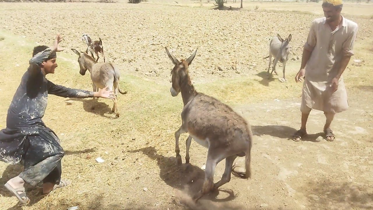 Two men try to have sex with a donkey but the donkey runs away and both