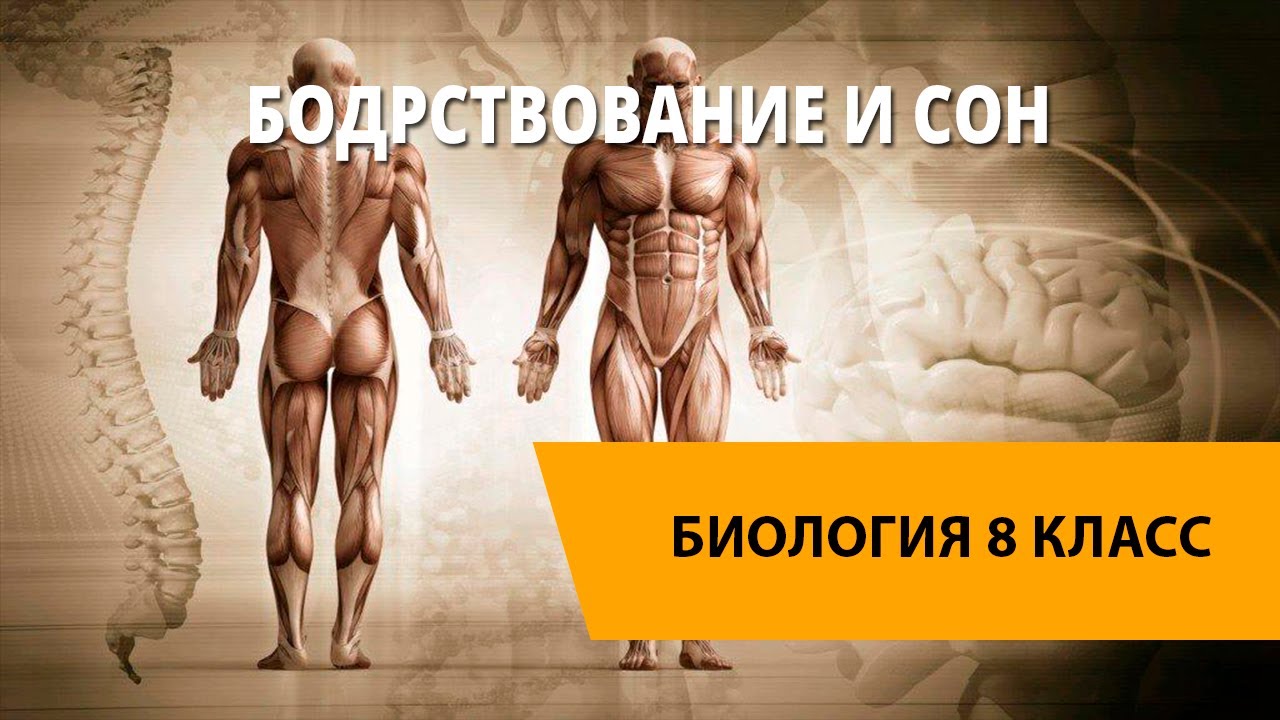 Бодрствование и сон - YouTube