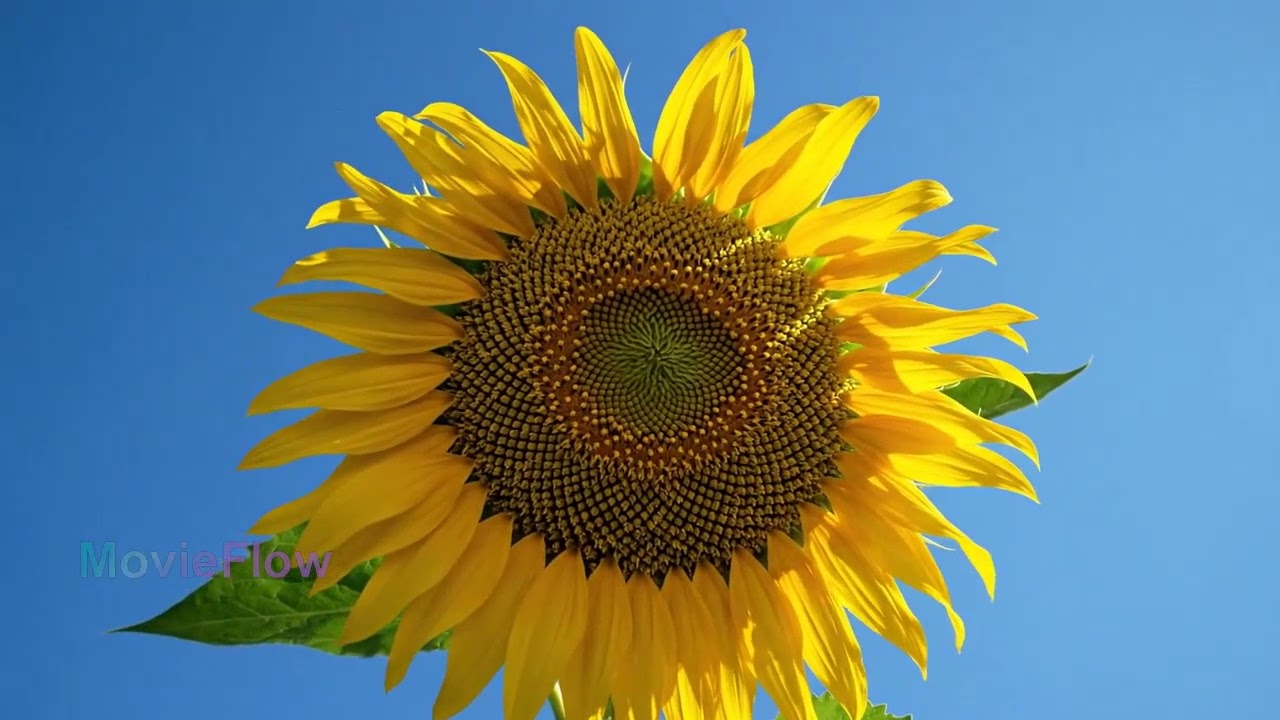 The Life Cycle of a Sunflower in 60 Seconds 🌻 | From Seed to Seeds
