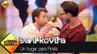 Dani Rovira presenta a Pirata para que la adopten  El Hormiguero 3.0