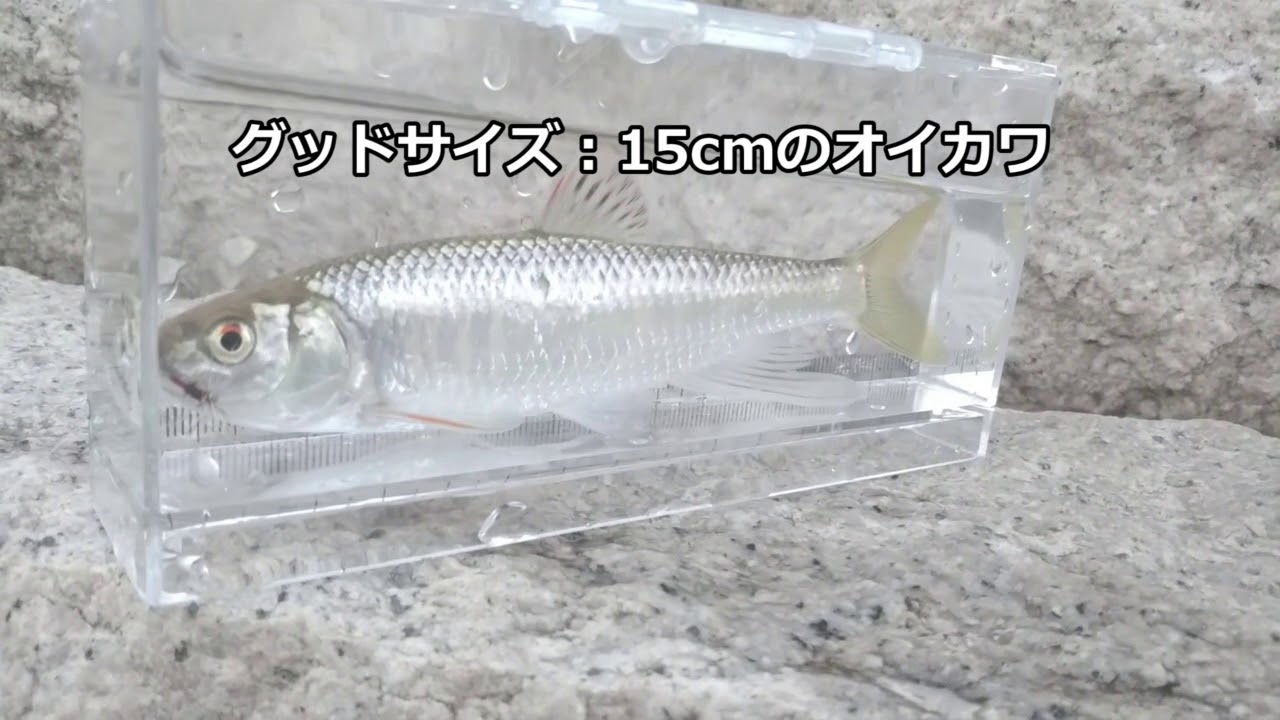 テンカラちょい釣りレポート 東京 清瀬市空堀川再下流部 夕まづめ30分釣行 オイカワ カワムツhit 18 10 2 Youtube