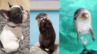 Cute baby animals Videos Compilation cute moment of the animals   Soo Cute! #1 by Animal Universe 143 views 3 years ago 11 minutes, 36 seconds