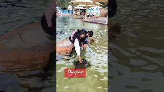 Stingray Encounters. Life