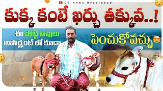 Punganur Cows sale | 7993104742 |ఈ ఆవులు కుక్క కంటే ఖర్చు తక్కువ...ఇంట్లో ఎంచక్కా పెంచుకోవచ్చు