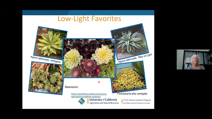 Secrets to Successful Succulent Landscaping - LYNG...