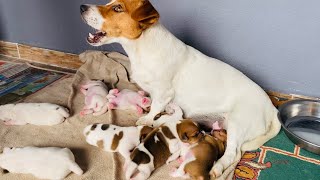 JACK RUSSELL PARS REİS VE PARİS’İN YAVRULARI HIZLI BİR ŞEKİLDE BÜYÜMEYE DEVAM EDİYOR