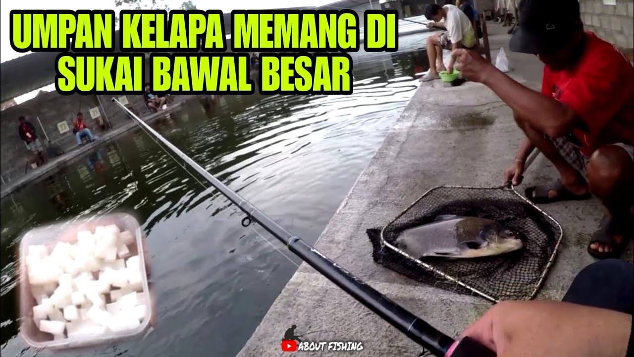 Strike Babon Bawal Dengan Umpan Kelapa