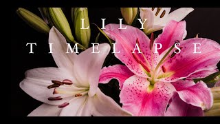 Lilies in Bloom - A Timelapse (4k) by Christopher Putvinski 7,638 views 3 years ago 1 minute, 35 seconds