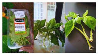 How to propagate Basil..get ENDLESS supply from store bought cuttings.