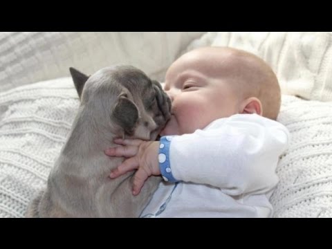 【犬と赤ちゃん】赤ちゃんへの愛があふれ出してペロペロ//
