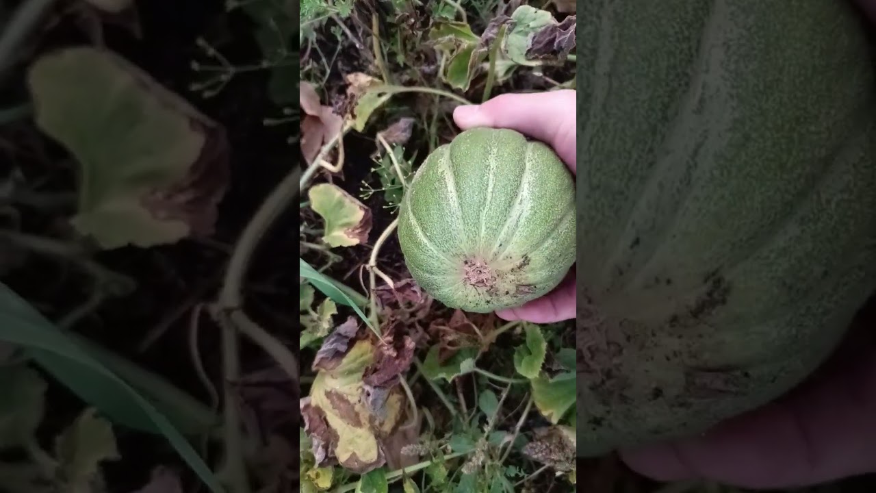 Дыня Эфиопка на открытом грунте в Башкортостане, на Южном Урале. Эфиопка Пушкортстанра узет