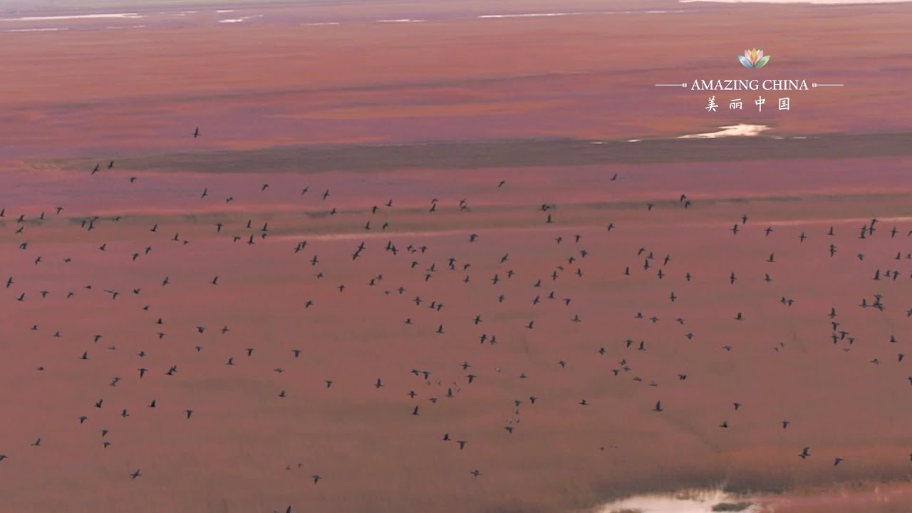 A Perfect Stopover For Migratory Birds YouTube what-is-a-stopover-and-how-to-take-advantage-the-flight-deal