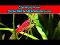 Ep. 15 - Garnelen im Gesellschaftsaquarium