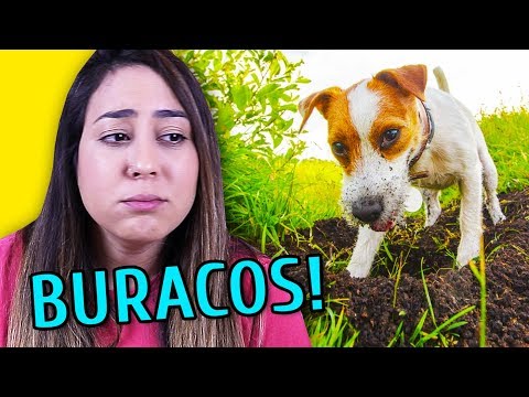 Vídeo: Como parar seu cão de cavar