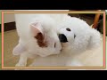 【猫とぬいぐるみ】白猫 VS 白熊〜猫がかわいい白熊に嫉妬〜☆White cat VS white bear ~ Jealousy of cute white bear ~