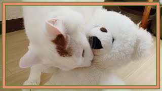 【猫とぬいぐるみ】白猫 VS 白熊〜猫がかわいい白熊に嫉妬〜☆White cat VS white bear ~ Jealousy of cute white bear ~